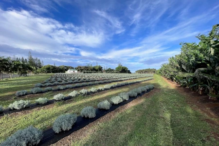 Lavender Farm Tour